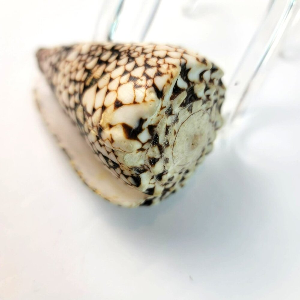 Large Conus Marmoreus Seashell Brown and White Ocean Decor JH1358 - Picture 5 of 10